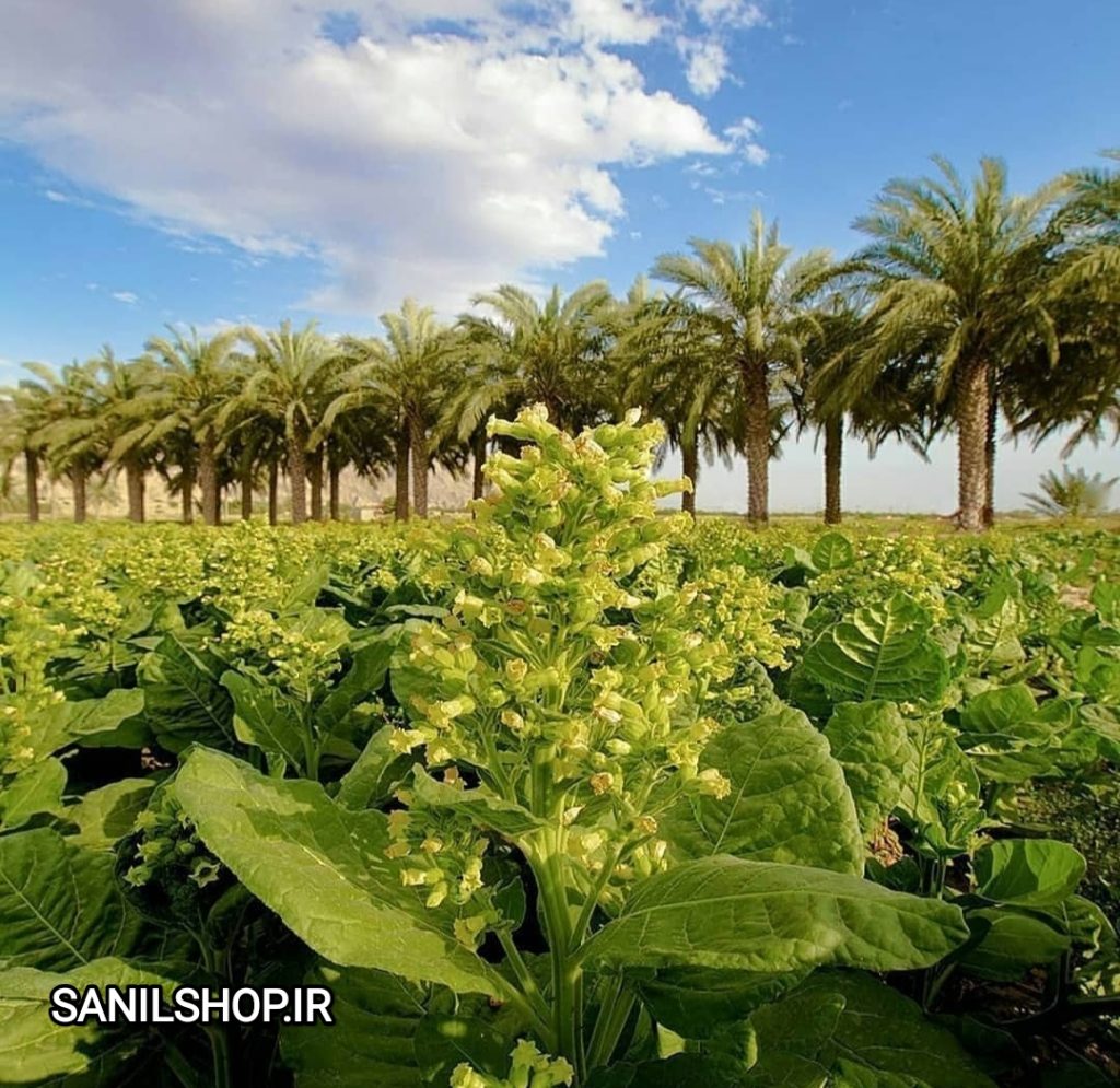 عکس مزرعه تنباکو برازجانی و نخل