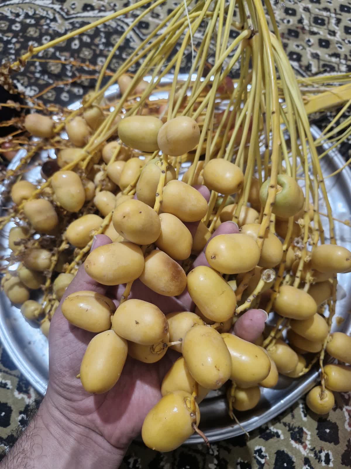 خارک زرد خوراکی تازه در دست، مرحله پیش از رطب
