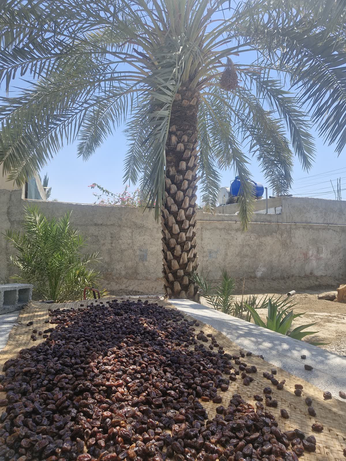 خرید خرمای کبکاب خانگی شیرهدار دشتستان 7 خشک کردن خرمای کبکاب روی حصیر زیر نخل در آبپخش دشتستان